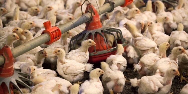 <strong>Reportan primer caso de humano de gripe aviar H5 en Estados Unidos</strong> 1 eu registra caso humano gripe