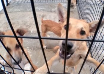 multas mil pesos aprueba guanajuato