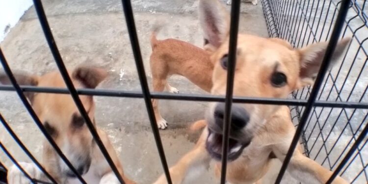 Congreso de NL tipifica el secuestro de animales domésticos 1 multas mil pesos aprueba guanajuato