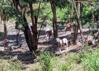 SECRETARÍA DE MEDIO AMBIENTE LOCALIZA Y RESGUARDA A 25 PERROS ENCONTRADOS EN EL RÍO SANTA CATARINA