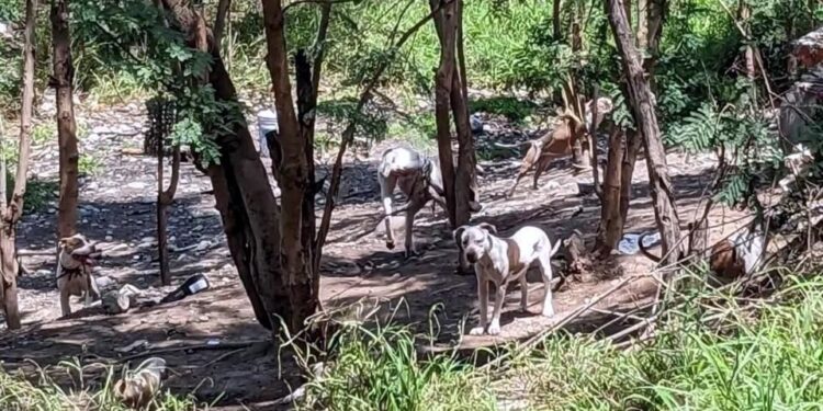SECRETARÍA DE MEDIO AMBIENTE LOCALIZA Y RESGUARDA A 25 PERROS ENCONTRADOS EN EL RÍO SANTA CATARINA 1 SECRETARÍA DE MEDIO AMBIENTE LOCALIZA Y RESGUARDA A 25 PERROS ENCONTRADOS EN EL RÍO SANTA CATARINA