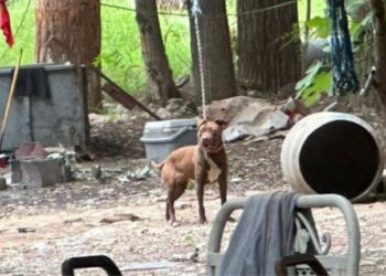 BUSCAN HOGARES TEMPORALES PARA PERRITOS RESCATADOS DE CRIADERO CLANDESTINO