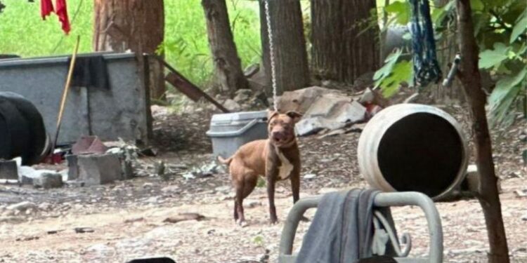 BUSCAN HOGARES TEMPORALES PARA PERRITOS RESCATADOS DE CRIADERO CLANDESTINO