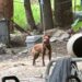 BUSCAN HOGARES TEMPORALES PARA PERRITOS RESCATADOS DE CRIADERO CLANDESTINO 7 BUSCAN HOGARES TEMPORALES PARA PERRITOS RESCATADOS DE CRIADERO CLANDESTINO