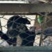 CLAUSURAN CRIADERO DE PERROS CLANDESTINO EN MONTERREY 7 CLAUSURAN CRIADERO DE PERROS CLANDESTINO EN MONTERREY