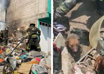 RESCATAN A TRES PERRITOS DEBAJO DE ESCOMBROS TRAS EXPLOSION EN IZTAPALAPA