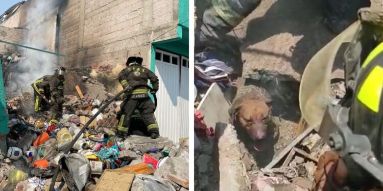 RESCATAN A TRES PERRITOS DEBAJO DE ESCOMBROS TRAS EXPLOSION EN IZTAPALAPA 1 RESCATAN A TRES PERRITOS DEBAJO DE ESCOMBROS TRAS EXPLOSION EN IZTAPALAPA