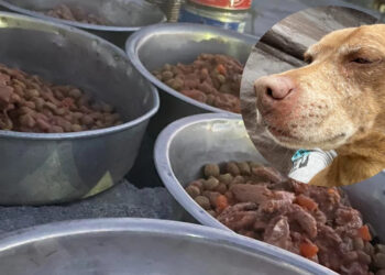 PERSONA ENVÍA COMIDA ENVENENADA A REFUGIO DE ANIMALES, HAN MUERTO CUATRO PERROS Y CUATRO GATOS