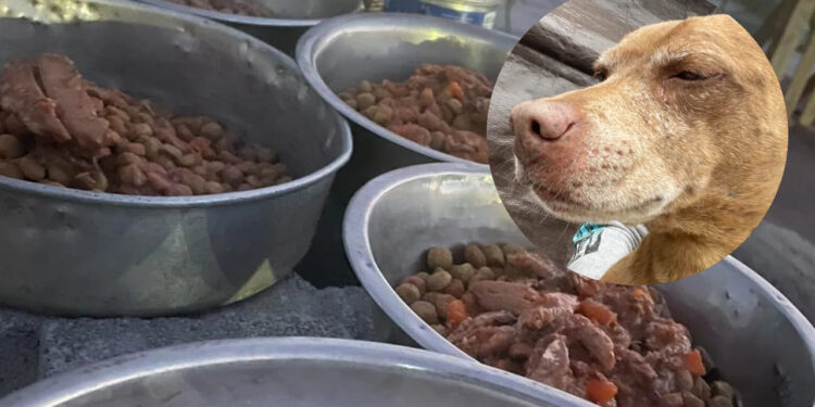 PERSONA ENVÍA COMIDA ENVENENADA A REFUGIO DE ANIMALES, HAN MUERTO CUATRO PERROS Y CUATRO GATOS 1 PERSONA ENVÍA COMIDA ENVENENADA A REFUGIO DE ANIMALES, HAN MUERTO CUATRO PERROS Y CUATRO GATOS