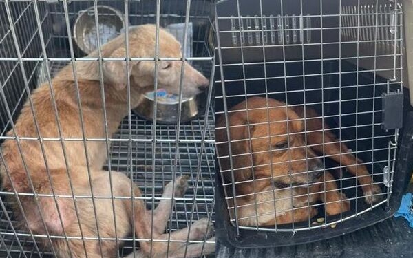 VA NL VS MALTRATO ANIMAL