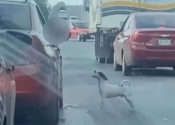 CORRE LOMITO TRAS SUS DUEÑOS