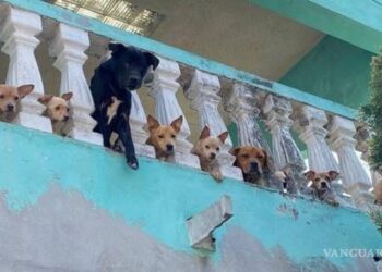 RESCATA MEDIO AMBIENTE A 15 PERROS EN GUADALUPE