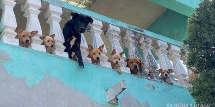 RESCATA MEDIO AMBIENTE A 15 PERROS EN GUADALUPE 1 RESCATA MEDIO AMBIENTE A 15 PERROS EN GUADALUPE