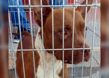 ASEGURAN PITBULL QUE MATA A NIÑA EN GALENA