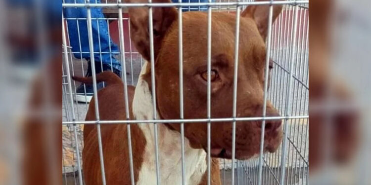 ASEGURAN PITBULL QUE MATA A NIÑA EN GALENA 1 ASEGURAN PITBULL QUE MATA A NIÑA EN GALENA