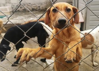 PROHÍBEN EN NUEVO LEÓN LA VENTA DE PERROS Y GATOS