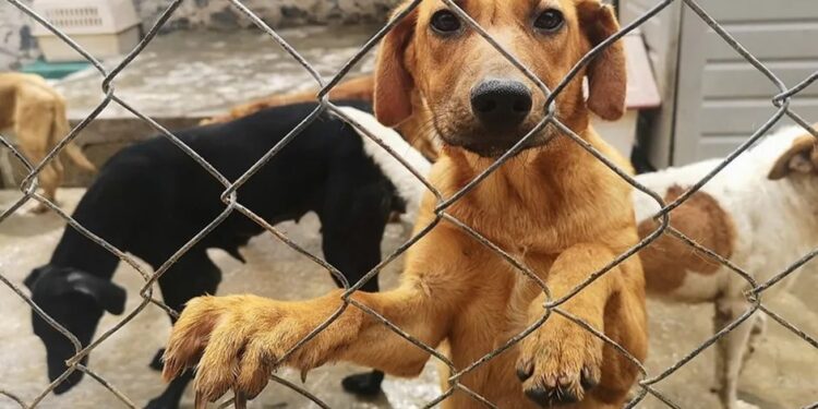 PROHÍBEN EN NUEVO LEÓN LA VENTA DE PERROS Y GATOS 1 PROHÍBEN EN NUEVO LEÓN LA VENTA DE PERROS Y GATOS