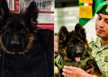 LLEGA LOMITO TURCO DONADO EN MEMORIA DE PROTEO