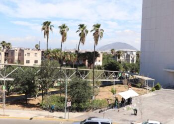 PLANTA NUEVO LEÓN 10 MIL 600 ÁRBOLES