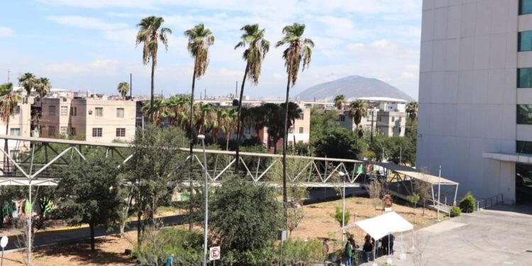 PLANTA NUEVO LEÓN 10 MIL 600 ÁRBOLES 1 PLANTA NUEVO LEÓN 10 MIL 600 ÁRBOLES