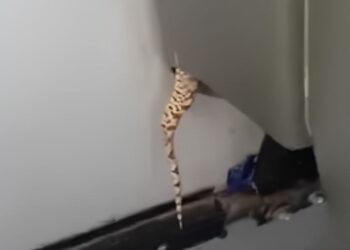 SALE VÍBORA EN RUTA 96