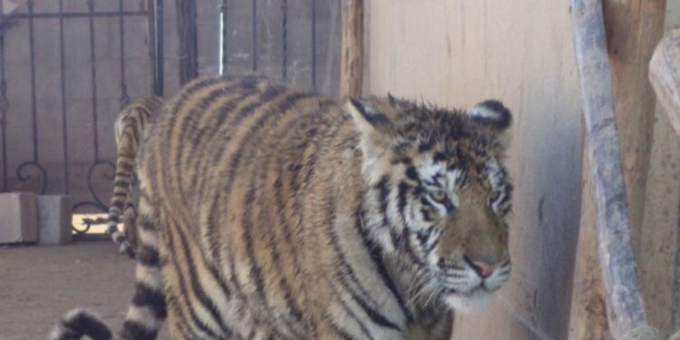 ATACA TIGRE DE BENGALA A EMPLEADA DE PROFEPA 1 ATACA TIGRE DE BENGALA A EMPLEADA DE PROFEPA