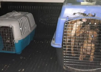 MULTA MEDIO AMBIENTE A  CRIADERO DE PERROS CON 1.3 MILLONES DE PESOS  