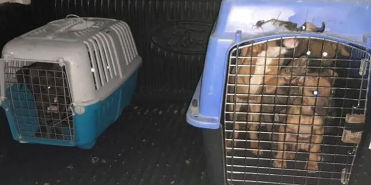 MULTA MEDIO AMBIENTE A  CRIADERO DE PERROS CON 1.3 MILLONES DE PESOS  