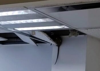 RATAS (DE CUATRO PATAS) INVADEN CLÍNICA 21 DEL IMSS