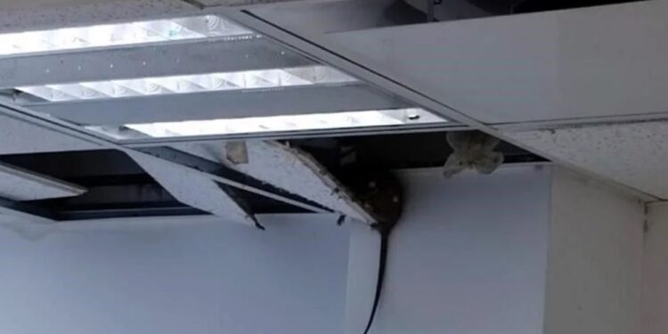 RATAS (DE CUATRO PATAS) INVADEN CLÍNICA 21 DEL IMSS