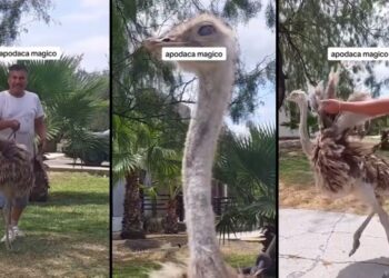 SACA A PASEAR ¡A SU AVESTRUZ!