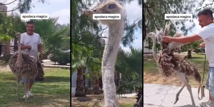 SACA A PASEAR ¡A SU AVESTRUZ! 1 SACA A PASEAR ¡A SU AVESTRUZ!