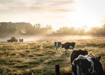 IRLANDA CONTEMPLA EL SACRIFICIO DE 200,000 CABEZAS DE GANADO EN SU LUCHA POR REDUCIR DRÁSTICAMENTE LAS EMISIONES DE EFECTO INVERNADERO 1 Fotografía vía Pexels