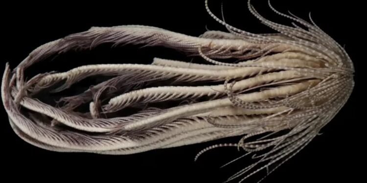 DESCUBRIMIENTO IMPACTANTE EN LA ANTÁRTIDA: CRIATURA DE 20 BRAZOS SIMILAR AL "ABRAZACARAS" DE ALIEN ASOMBRA A LA COMUNIDAD CIENTÍFICA 1 DESCUBRIMIENTO IMPACTANTE EN LA ANTÁRTIDA: CRIATURA DE 20 BRAZOS SIMILAR AL “ABRAZACARAS” DE ALIEN ASOMBRA A LA COMUNIDAD CIENTÍFICA