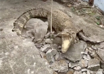 HALLAZGO INUSUAL: TRES COCODRILOS EMERGEN DE LAS PROFUNDIDADES EN INDONESIA