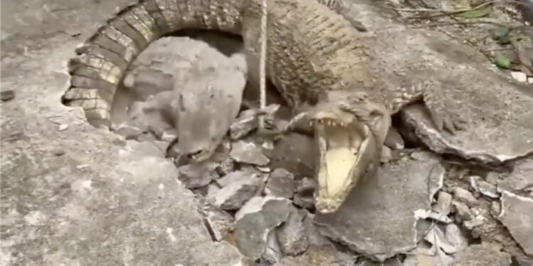 HALLAZGO INUSUAL: TRES COCODRILOS EMERGEN DE LAS PROFUNDIDADES EN INDONESIA 1 HALLAZGO INUSUAL: TRES COCODRILOS EMERGEN DE LAS PROFUNDIDADES EN INDONESIA