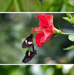 LOGRO HISTÓRICO: PRIMER EXPERIMENTO DE APRENDIZAJE ESPACIAL EN MARIPOSAS