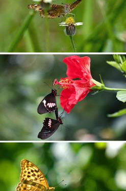 LOGRO HISTÓRICO: PRIMER EXPERIMENTO DE APRENDIZAJE ESPACIAL EN MARIPOSAS 1 LOGRO HISTÓRICO: PRIMER EXPERIMENTO DE APRENDIZAJE ESPACIAL EN MARIPOSAS
