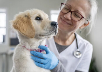 DÍA DEL VETERINARIO EN MÉXICO: PERSPECTIVA SALARIAL Y EMPLEO EN LA PROFESIÓN