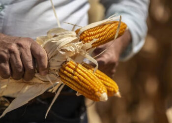 ESTADOS UNIDOS INICIA PROCESO DE RESOLUCIÓN POR DISPUTA SOBRE MAÍZ TRANSGÉNICO CON MÉXICO BAJO EL T-MEC
