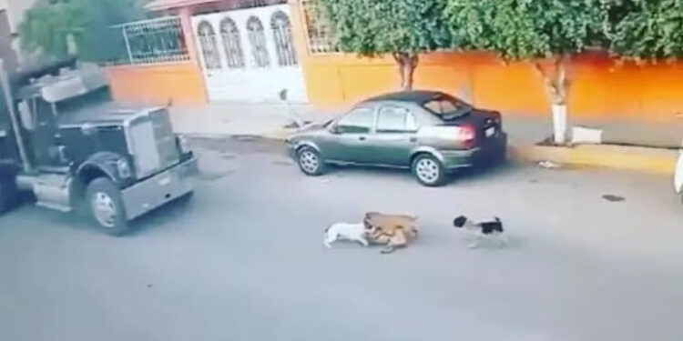 SENTENCIA DE 5 AÑOS PARA ASESINO DE PERROS EN QUERÉTARO: CASO MAX Y JULIO 1 SENTENCIA DE 5 AÑOS PARA ASESINO DE PERROS EN QUERÉTARO: CASO MAX Y JULIO