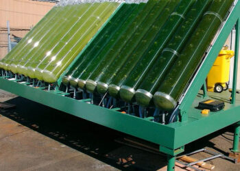 LAS ALGAS: UN POTENCIAL REVOLUCIONARIO EN LA TECNOLOGÍA DE BIOCOMBUSTIBLES