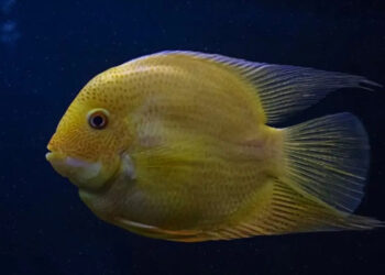 DESCUBREN SUSTANCIA DEL VENENO DE UN PEZ CON PROPIEDADES ANTIINFLAMATORIAS PARA TRATAR EL ASMA