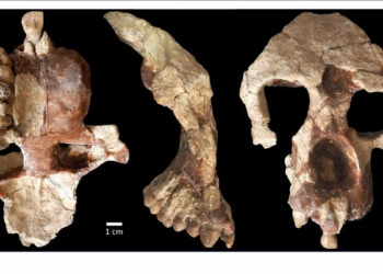 FÓSIL HALLADO EN TURQUÍA PLANTEA DUDAS SOBRE EL ORIGEN DE LOS HOMÍNIDOS Y DESAFÍA LA HIPÓTESIS AFRICANA