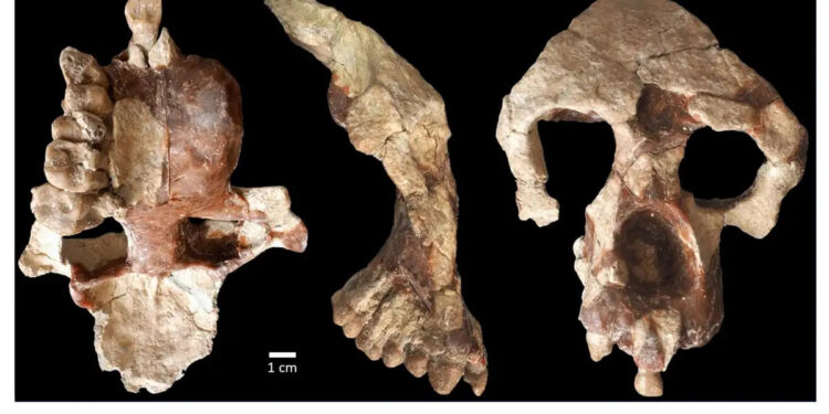 FÓSIL HALLADO EN TURQUÍA PLANTEA DUDAS SOBRE EL ORIGEN DE LOS HOMÍNIDOS Y DESAFÍA LA HIPÓTESIS AFRICANA