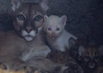 SENSACIONAL APARICIÓN: CACHORRO DE PUMA ALBINO EMERGE EN ZOOLÓGICO NICARAGÜENSE, MARAVILLANDO A EXPERTOS Y PÚBLICO POR IGUAL