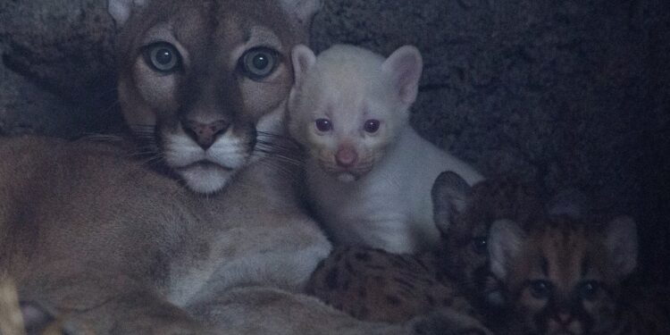 SENSACIONAL APARICIÓN: CACHORRO DE PUMA ALBINO EMERGE EN ZOOLÓGICO NICARAGÜENSE, MARAVILLANDO A EXPERTOS Y PÚBLICO POR IGUAL 1 SENSACIONAL APARICIÓN: CACHORRO DE PUMA ALBINO EMERGE EN ZOOLÓGICO NICARAGÜENSE, MARAVILLANDO A EXPERTOS Y PÚBLICO POR IGUAL