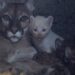 SENSACIONAL APARICIÓN: CACHORRO DE PUMA ALBINO EMERGE EN ZOOLÓGICO NICARAGÜENSE, MARAVILLANDO A EXPERTOS Y PÚBLICO POR IGUAL 7 SENSACIONAL APARICIÓN: CACHORRO DE PUMA ALBINO EMERGE EN ZOOLÓGICO NICARAGÜENSE, MARAVILLANDO A EXPERTOS Y PÚBLICO POR IGUAL
