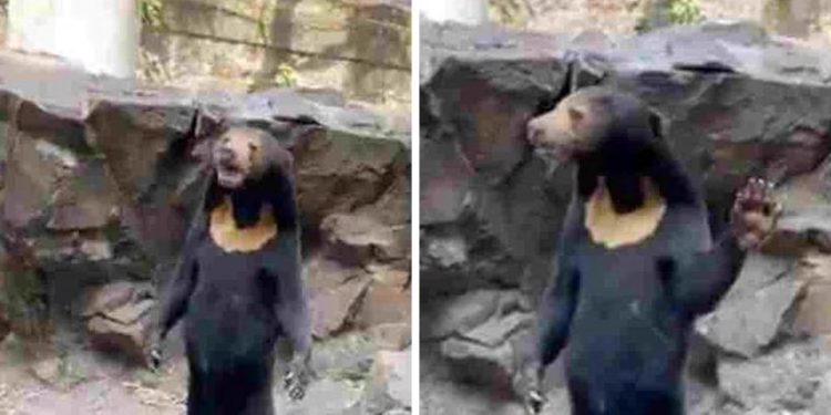 ¡QUÉ OSO! NIEGA ZOÓLOGICO CHINO QUE SUS ANIMALES SEAN PERSONAS DISFRAZADAS 1 ¡QUÉ OSO! NIEGA ZOÓLOGICO CHINO QUE SUS ANIMALES SEAN PERSONAS DISFRAZADAS