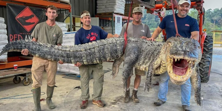 CAZADORES EN MISSISSIPPI ESTABLECEN RÉCORD AL CAPTURAR COCODRILO GIGANTE 1 CAZADORES EN MISSISSIPPI ESTABLECEN RÉCORD AL CAPTURAR COCODRILO GIGANTE